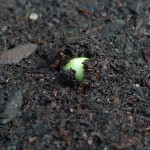slider-germination